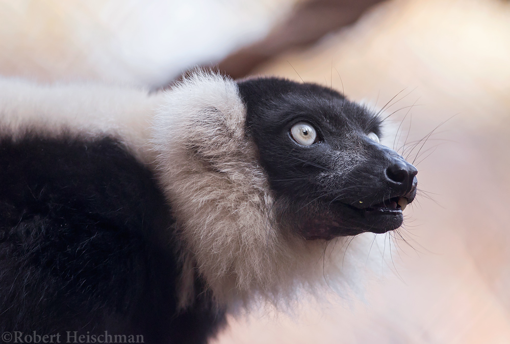 Black and White Ruffed Lemur 0528