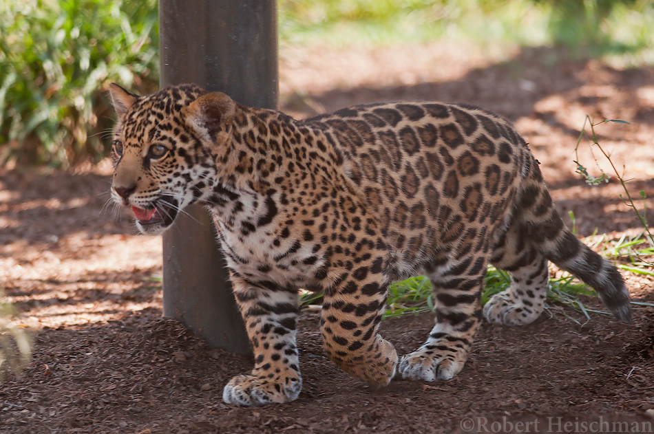 Jaguar Cub 8239