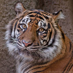 Sumatran Tiger 0081