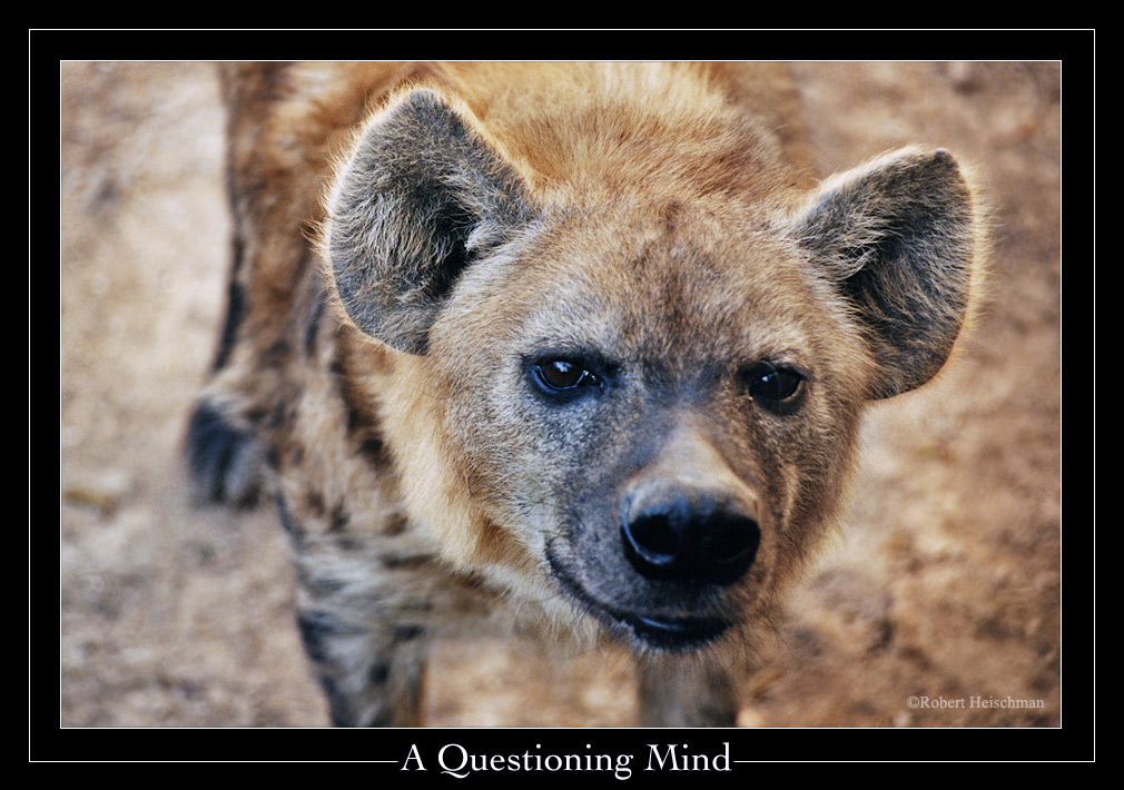 A Questioning Mind