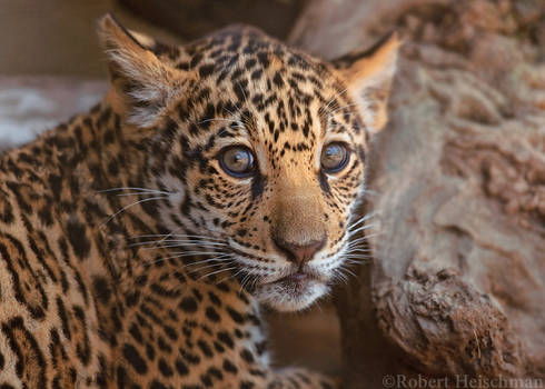 Jaguar Cub 8382