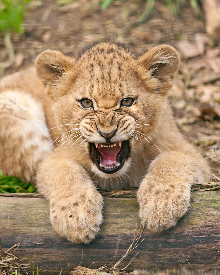 African Lion Cub 1038