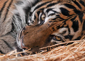 Sumatran Tiger 0029 by robbobert