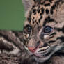 Clouded Leopard cub 8129