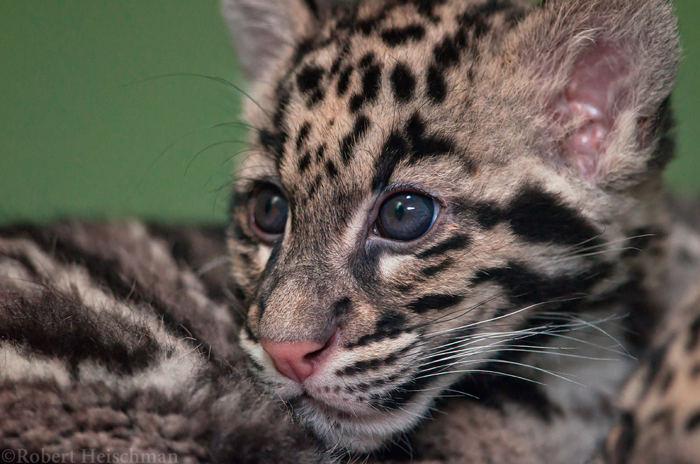 Clouded Leopard cub 8129