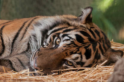 Sumatran Tiger 0027