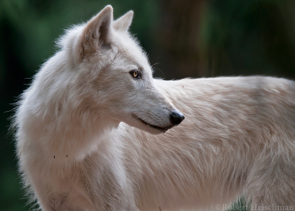 White Wolf 0727