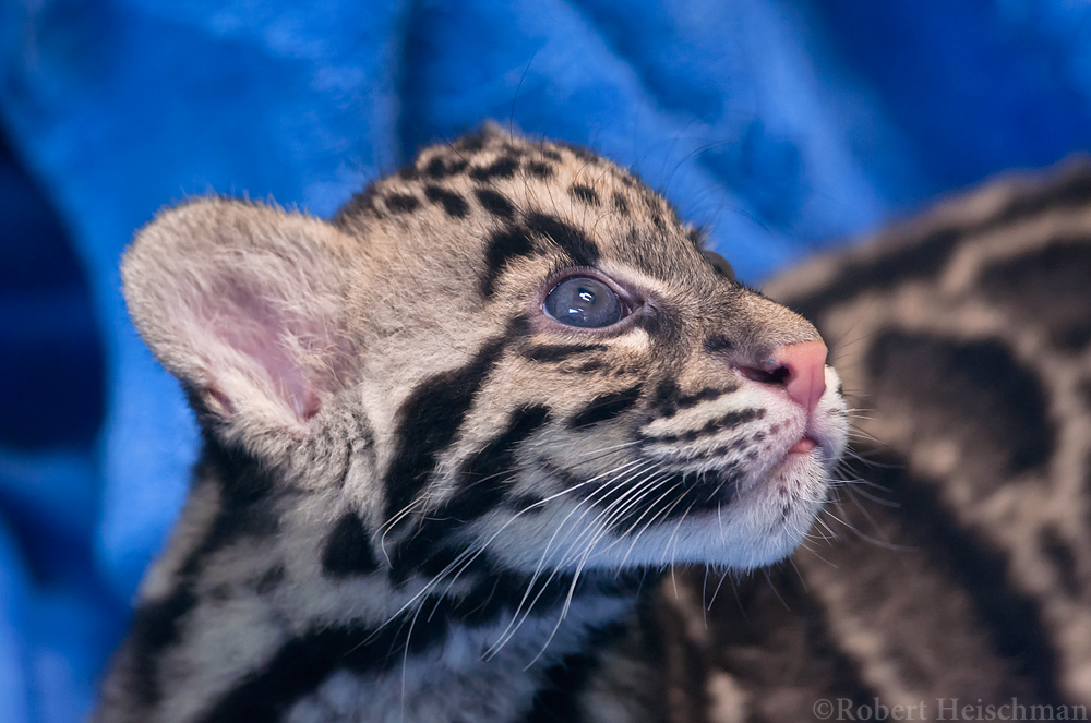 Clouded Leopard Cub 0161