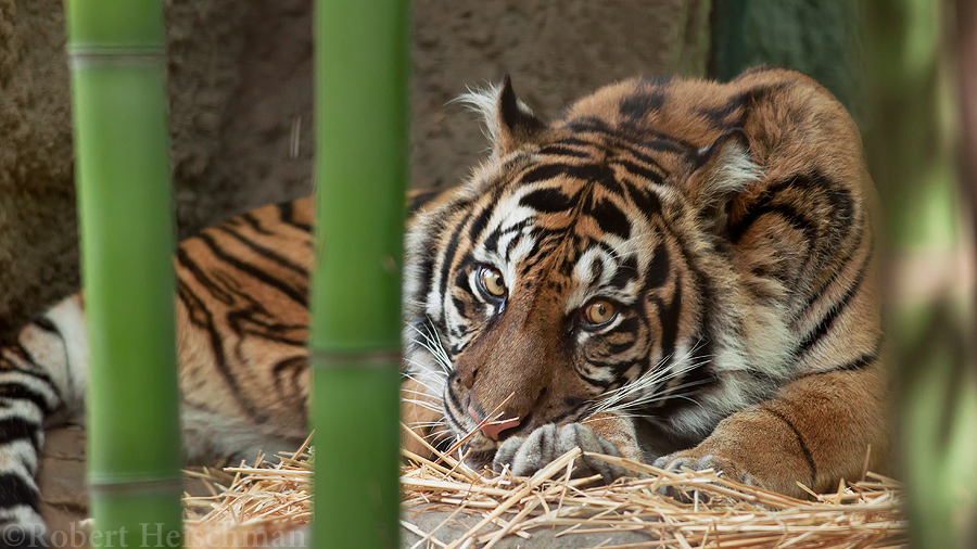 Sumatran Tiger 8955