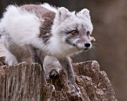 Arctic Fox 8577