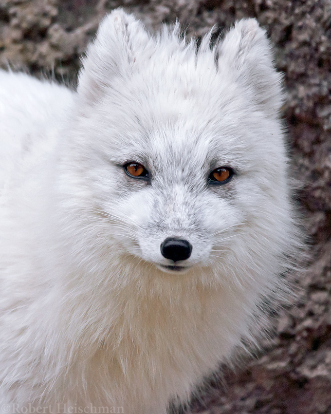 Arctic Fox 8408