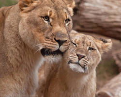 Cheek Rubs