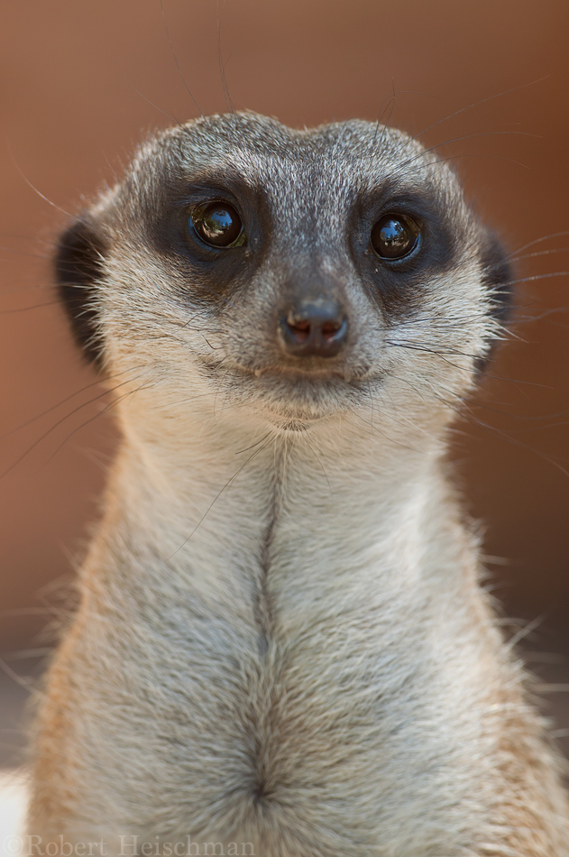 Meerkat 0372