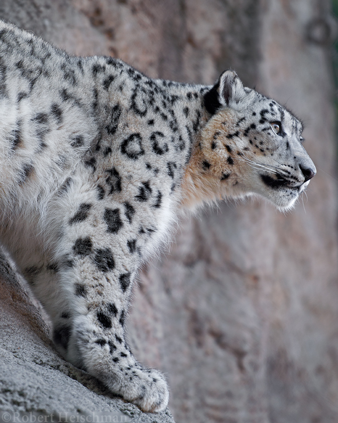 Snow Leopard 2429