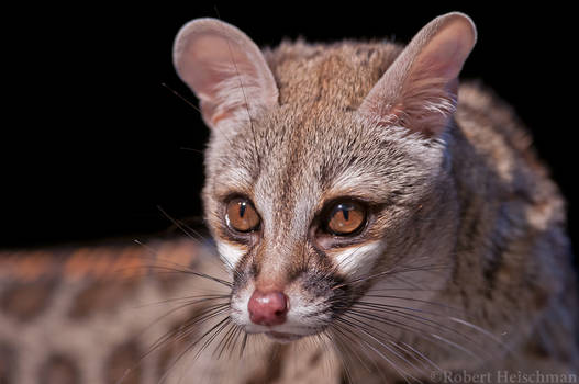 Explore the Best Genet Art | DeviantArt