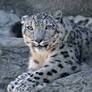 Snow Leopard 2458