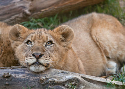 Lion Cub 0519