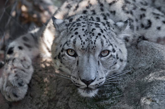 Snow Leopard 2427