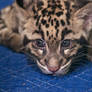CLouded Leopard Cub 8062