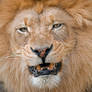 African Lion 0171