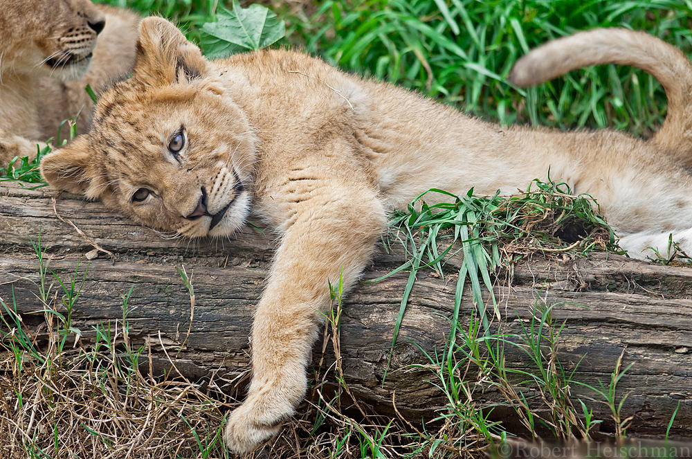 Lazy Lion Cub by robbobert