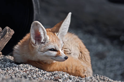 Fennec Fox 2521