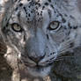 Snow Leopard 2750