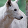 White Wolf 0798