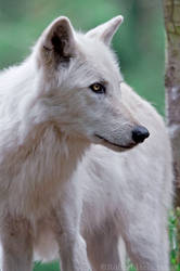White Wolf 0798