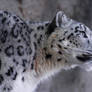 Snow Leopard 2945