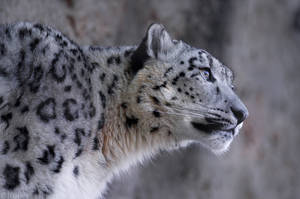 Snow Leopard 2945