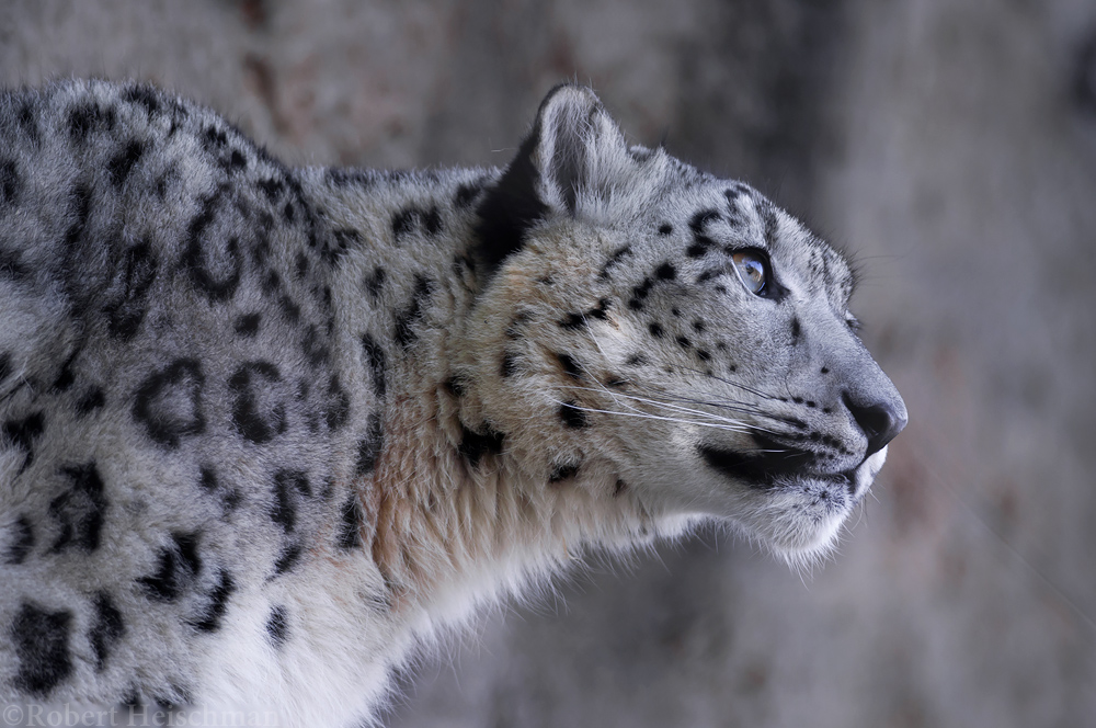 Snow Leopard 2945