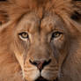 African Lion 4413