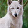 White Wolf 0703
