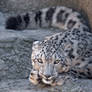 Scheming Snow Leopard