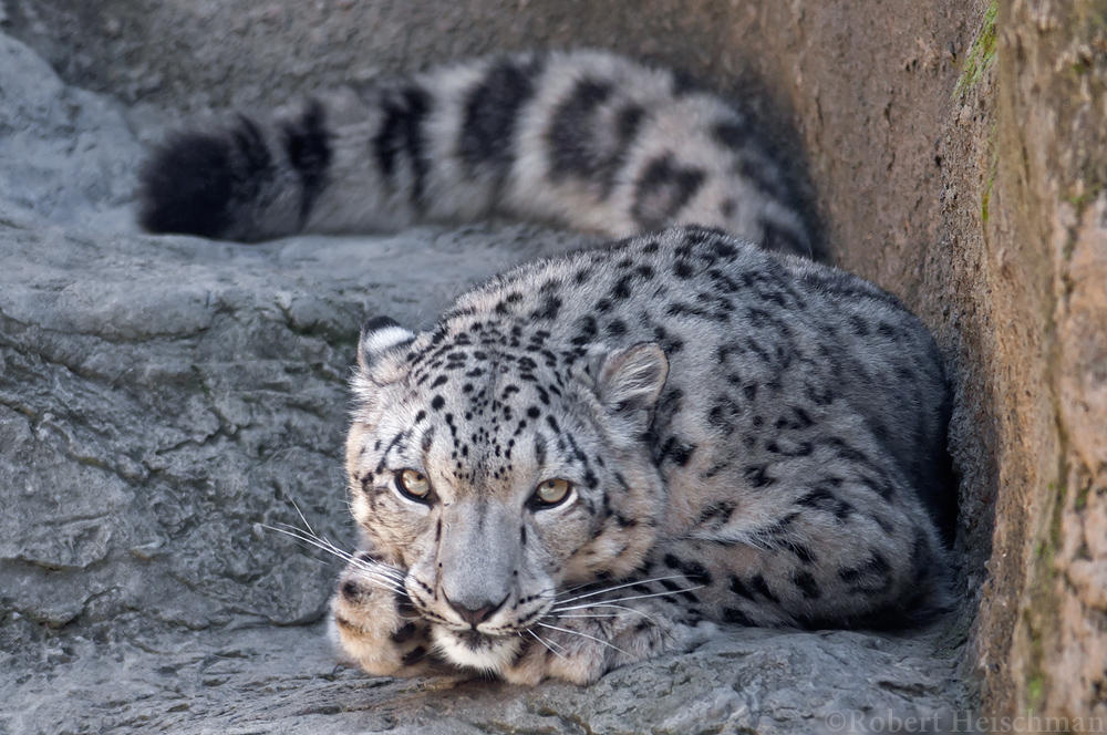 Scheming Snow Leopard by robbobert