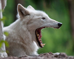 White Wolf 0750