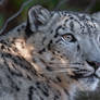 Snow leopard 2935