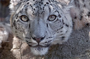 Snow Leopard 2754