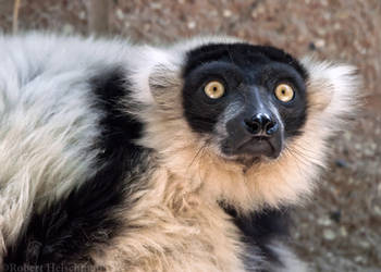 Black and White Ruffed Lemur 1259