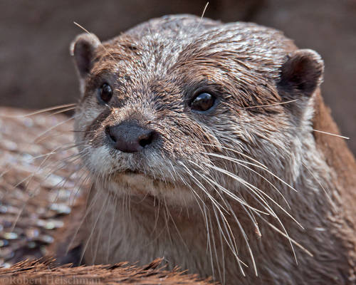 Asian Small-Clawed Otter 0879