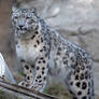 Snow leopard 7612