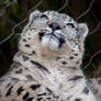 Snow leopard 7820