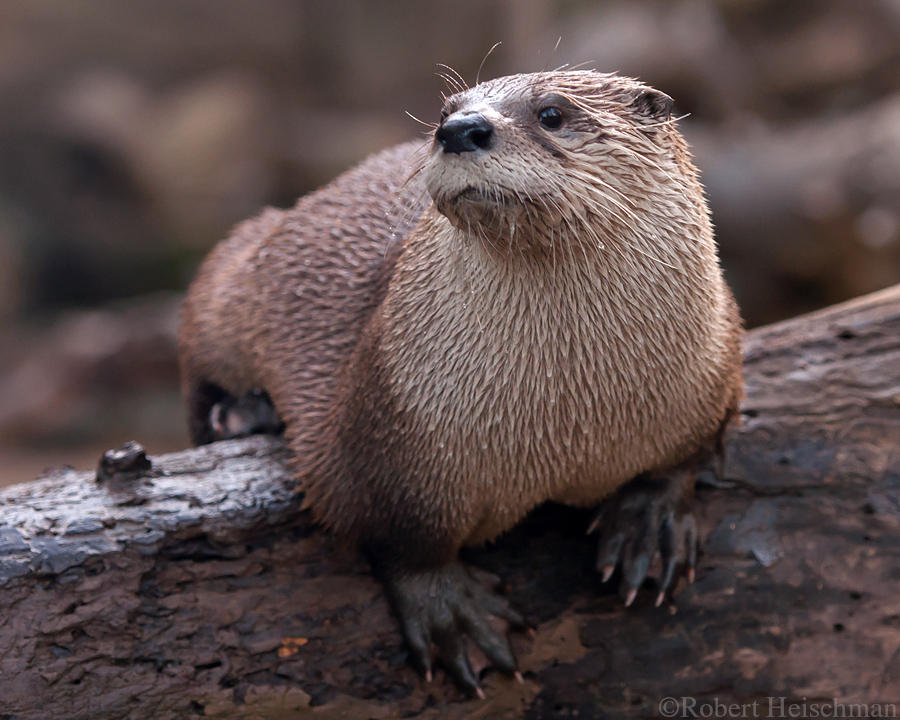 North American River Otter 7181 by robbobert