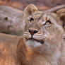 Lion Cub 0256