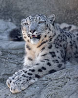 Snow Leopard 2444