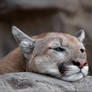 Mountain Lion 1626