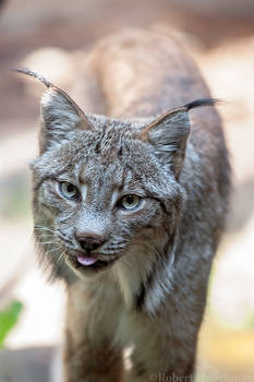 Canada Lynx 0008