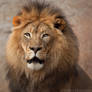 African Lion 8946