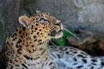 Amur Leopard 1091